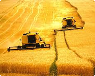 Consultoria em Agroindústria